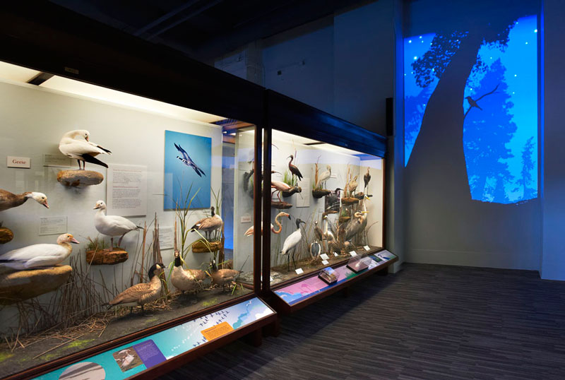 Gidwitz Hall of Birds